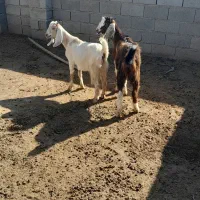 بزغاله ماده|حیوانات مزرعه|گنبد کاووس, |دیوار