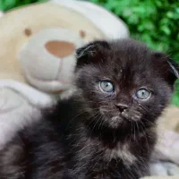 جمعه سیاه پیشی|گربه|اصفهان, کوجان|دیوار