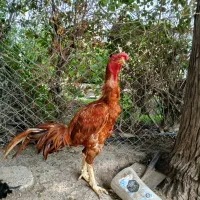 خروس لاری نسل|حیوانات مزرعه|تهران, ترمینال جنوب|دیوار