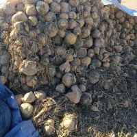 چغندر دامی ذرت علوفه ای تفاله چغندر