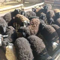 بره نروماده کیلو ۳۶۰|حیوانات مزرعه|تاکستان, |دیوار