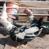 اردک نر اسرایلی با غاز|حیوانات مزرعه|لاجان, |دیوار