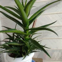 گل طبیعی|گل و گیاه طبیعی|اهر, |دیوار