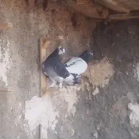 9تاکفترماده پرشی