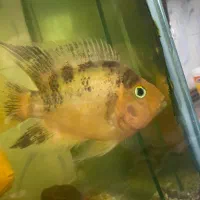 پرت نر بزرگ بالغ  سالم و سرحال