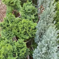 حراج نهال کرج درختچه شمال|گل و گیاه طبیعی|ازنا, |دیوار