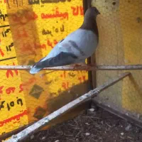 یک جفت کفتر