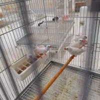 کراواتی سفید|پرنده|شیراز, کرونی(خاتونک)|دیوار