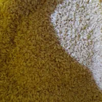 سلام برنج امسال بشرط خالص بدون یک دانه برنج غیر