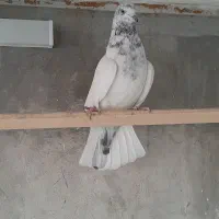 کفتر ماده  تیرماهی ساعتی