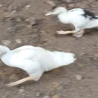 فروش اردک خارجی