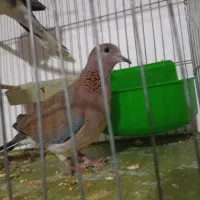 حمیدیه|پرنده|حمیدیه, |دیوار