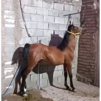 فروش یک کره نر و یک کره ماده