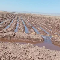 فوری 10 ساعت آب با یک هکتار پسته نیم هکتار زعفران