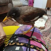 میناآشتی معاوضه با جفت