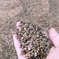 بذر سیب|حراج|مشهد, ابرغن|دیوار