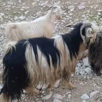 ساورین. بز . میش . گوسفند . گاو|حیوانات مزرعه|کارزان, |دیوار