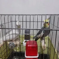 عروس هلندی نر و ماده