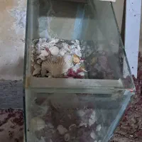 اکواریوم سالم|ماهی|کنارک, |دیوار