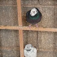 کبوتر|پرنده|گلستان (کرمان), |دیوار