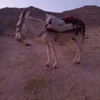 فروش یک الاغ سواری راهوار