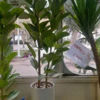 گل طبیعی|گل و گیاه طبیعی|قم, شاه ابراهیم|دیوار