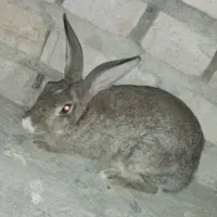 یک عدد خرگوش بزرگ ماده|موش و خرگوش|سراوان, |دیوار