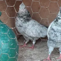 کفترپرشی میپرونم ببر
