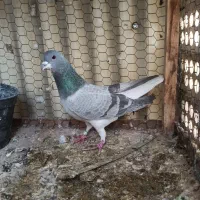 کبوتردمگیر نرتنها خرقه