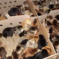 جوجه محلی یک روزه نژاد گلپایگان اصلاح نژاد شده