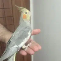 یک جفت عروس هلندی گم شده|حیوانات|همدان, |دیوار