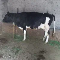 گاو