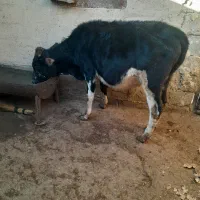 گوساله نر|حیوانات مزرعه|جوانرود, |دیوار