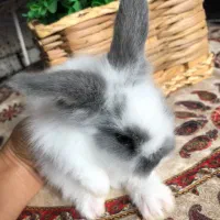 بچه خرگوش فلت|موش و خرگوش|قائم‌شهر, |دیوار