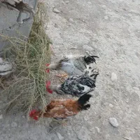 ۱۲۰۰۰|حیوانات مزرعه|جره و بالاده, |دیوار