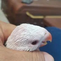جوجه ملنگو سرلاکی|پرنده|تهران, بهارستان|دیوار