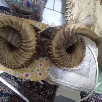شاخ گوسفند قوچ