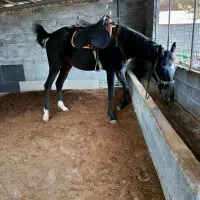 فروش اسب سواری