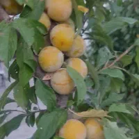 فروش خانه ویلایی ۴۰ متری ۱ خوابه در نوبهار|فروش خانه و ویلا|گلبهار, نوبهار|دیوار