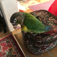 طوطی گرینچیک گمشده|پرنده|علیآباد کتول, |دیوار