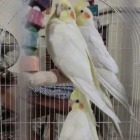 عروس هلندی