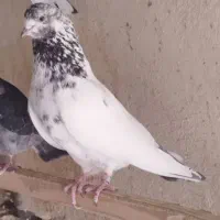 کفترهای پرشی و بازیدار|پرنده|اسکو, |دیوار