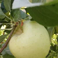 یاشاسین آذربایجان سوپر سیب فقط در میانه