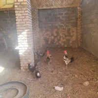 مرغو خروس فروشی|حیوانات مزرعه|کاشمر, |دیوار