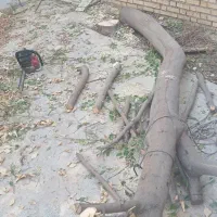 قطع کردن درخت