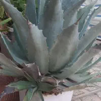 حراج گل و گیاه زیبا