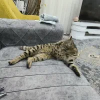 واگذاری رایگان گربه خانگی