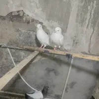 یک جفت کبوتر سفید|پرنده|نقده, |دیوار