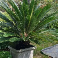 گیاه سیکاس وگل توری و شمشاد پیوندی و سرو لافسون|گل و گیاه طبیعی|چاف و چمخاله, |دیوار