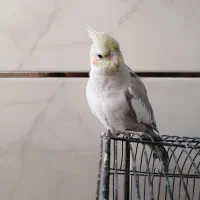 عروس هلندی آهویی